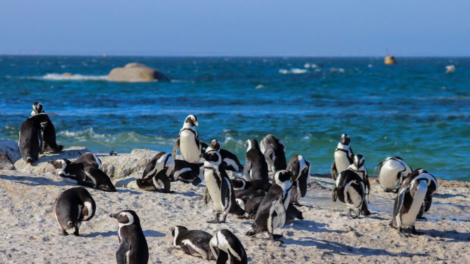 Boulders Beach